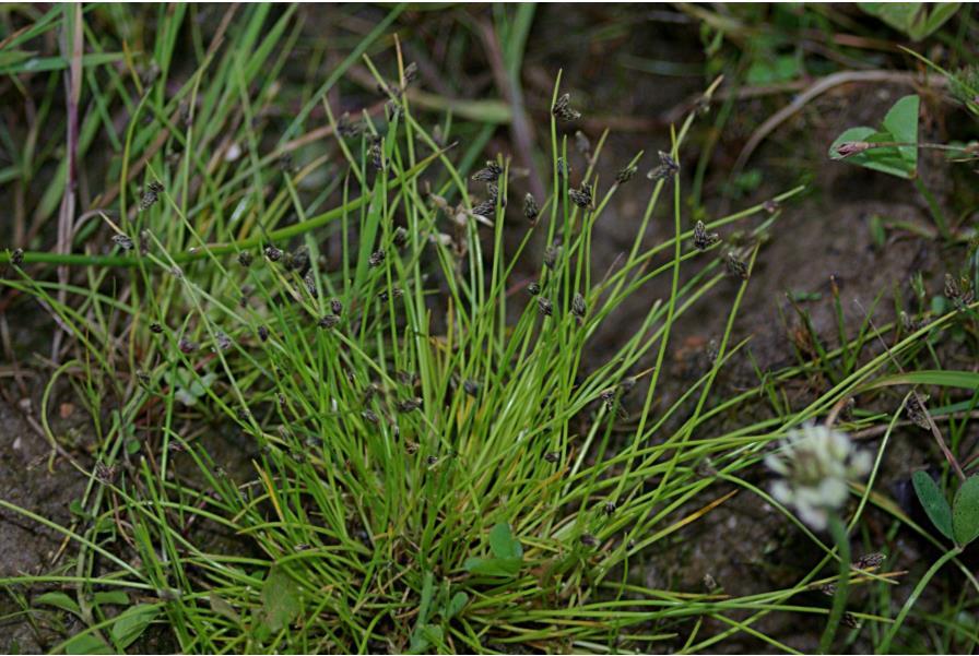 Brennender Hahnenfuss Gift Hahnenfuss Gemeines Helmkraut Ästiger Igelkolben Teichlinse Bach Ehrenpreis Quendel Ehnrenpreis Agrostis stolonifera Bidens cernua Carex hirta Epilobium obscurum Epilobium