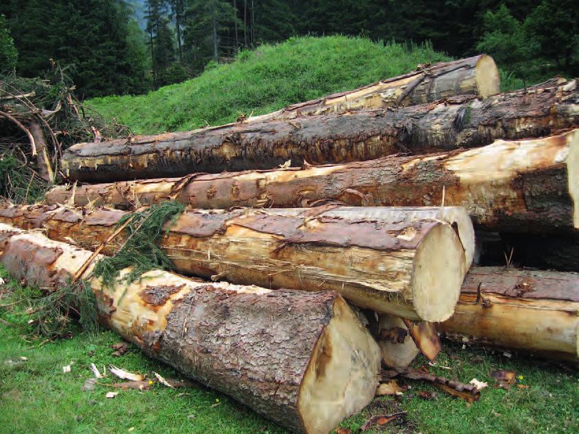 56 Seitens der Säge- und Holzindustrie wird vehement ein Anheben der Nutzungsquoten von aktuell rund 17 Millionen Festmeter im Jahr 2015auf 20 22 Millionen Festmeter pro Jahr gefordert womit im