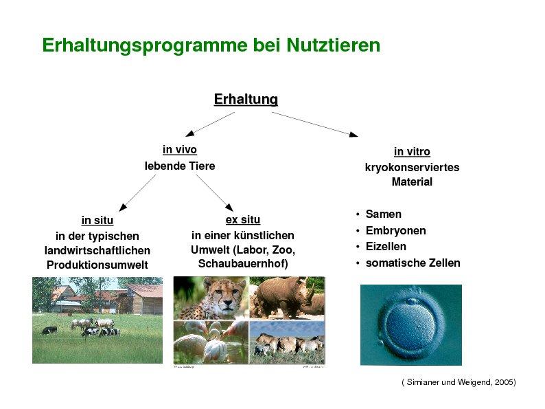 Abbildung 2: Systematik von Erhaltungszuchtprogrammen bei Nutztieren (SIMIANER UND WEIGEND 2005) Der aktuelle Stand der Umsetzung des Nationalen Fachprogramms'' stellen SIMIANER und WEIGEND (2005)