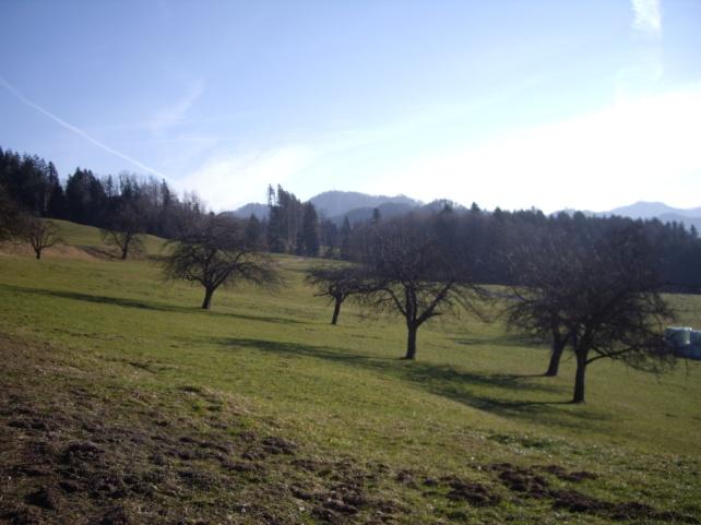 Einfamilienhaus-Siedlung Hörnen,