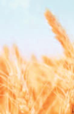 Beizung Beizung Beizmittel in Getreide Beizmittel für Getreide Herbst 2016 Landor CT: Landor CT mit Formel M-Formulierungstechnologie ist eine Universalbeize mit optimaler Beizqualität.