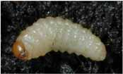 Otiorhynchus sulcatus Ursache/Schadbild: Käfer, nachtaktiv,