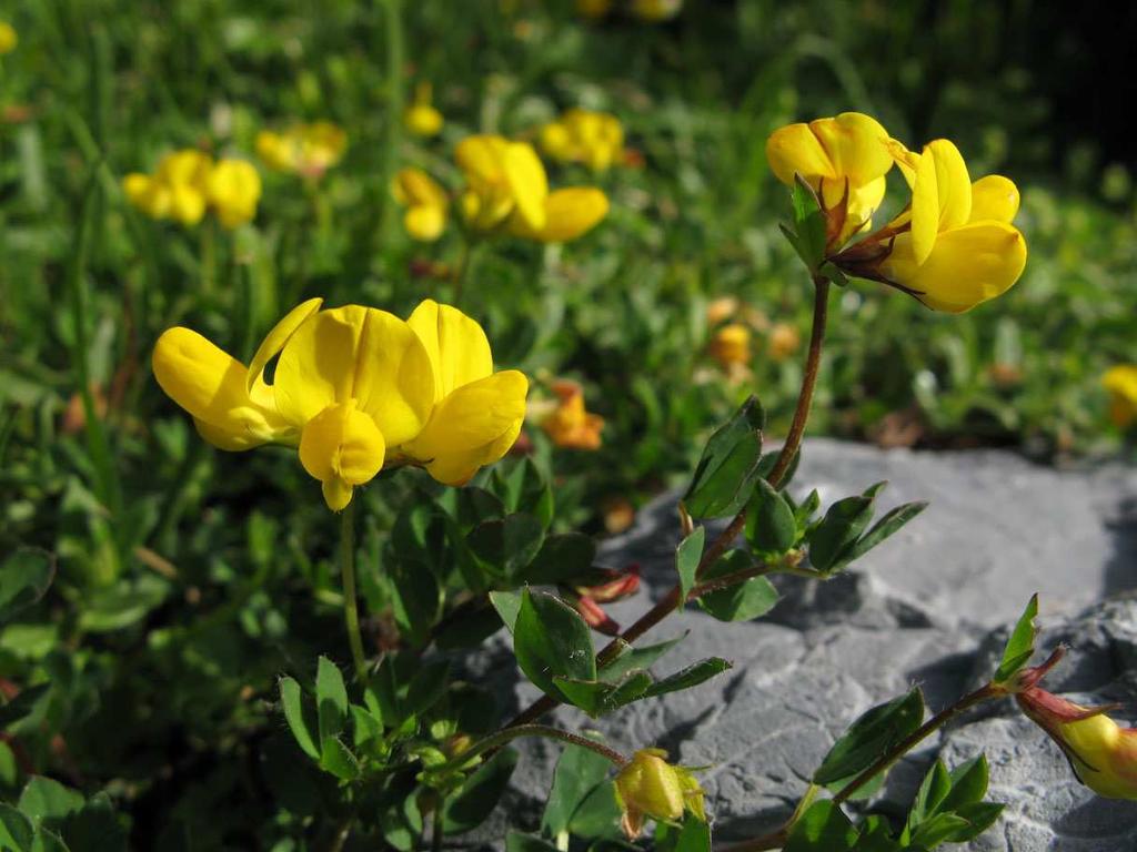 geschlossene Rasen im Gebiet Sunnbüel-Gemmipass stellenweise Die andern im Gebiet vorkommenden Klee-Arten mit 3-teiligen Blättern haben weisse oder rote Blüten. Alpen-Hornklee Lotus alpinus Fam.