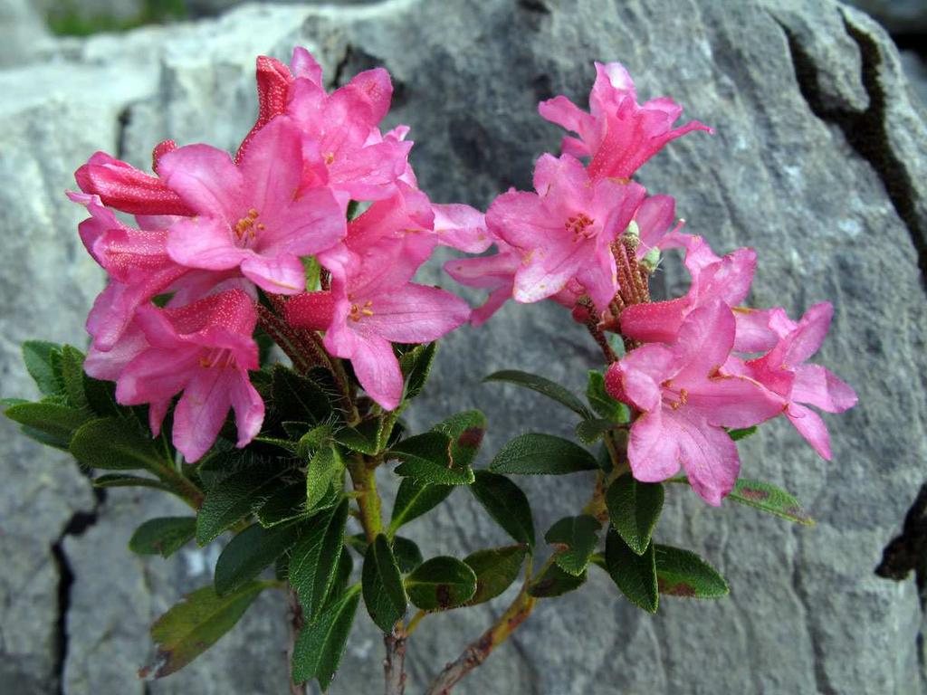 Bewimperte Alpenrose Rhododendron hirsutum Fam.