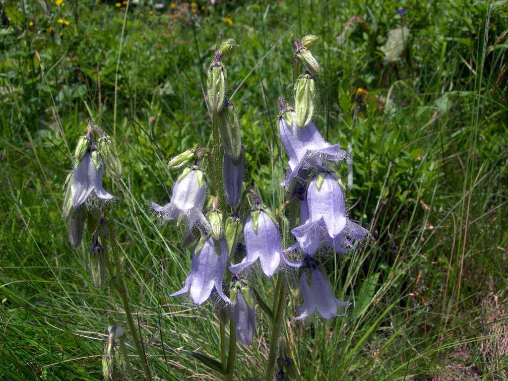 im Gebiet Spittelmatte-Gemmipass verbreitet, besonders auf dem Schuttfächer des Schwarzbaches häufig Scheuchzers Glockenblume: Blüten bis 3 cm lang, blau, Blätter schmal Bärtige Glockenblume.