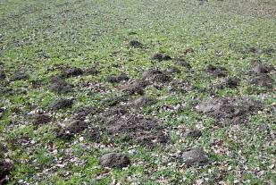 Wer hat hier gewühlt? Schermaus (Wühlmaus) Maulwurf Erdhaufen im Garten werden sowohl von Wühlmäusen (zb. Schermäusen und Feldmäusen) als auch von Maulwürfen gegraben.
