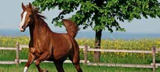 Klasse ARE - Araber Reining Einsteiger Sponsoring: EQUIVA Reitsport und GAWA - German Arabian Westernhorse Association Haupthalle Sa 13.9.14 * 15:45-15:55 Uhr 201 Ansiba Malia, Stute, 20.08.