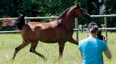 2003, Schwarzbraun, AV - unter: Lynn Troppenz, 51688 Wipperfürth Klasse ARO - Araber Reining Open Sponsoring: EQUIVA Reitsport und GAWA - German Arabian Westernhorse Association Haupthalle Sa 13.9.