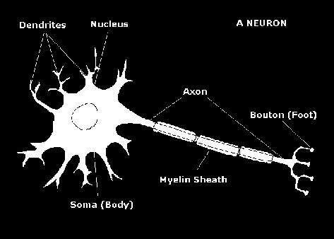 werden Ausgang (Axon): hier kann ein Ausgangssignal über weite Strecken (bis zu 1 m) transportiert werden Die Myelinhülle wird später noch erläutert.