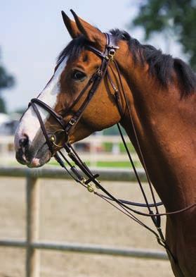 .. Warmblutgröße, grau satinierte Beschläge, goldfarbene Beschläge CHF 67.20 9.