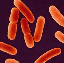 Softa-Man acute Wirksamkeit gegen Bakterien Bakterizide Wirksamkeit (pren 12054 / 13727):
