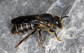 Buckelbiene ( Sphecodes monilicornis)