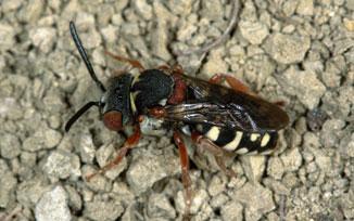 Blattschneiderbienen (Megachile)
