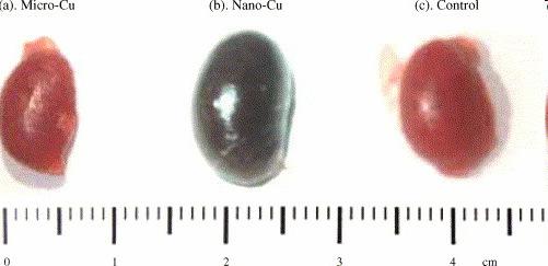 Anorganische Verbindungen - Kupfer Niere Akute Toxizität von Kupfer: Vergleich von Micro- und Nanopartikel Hintergrund: - Cu ist ein Mikronährstoff Cu-Toxizität führt zu Hämolysis und zu Leber sowie
