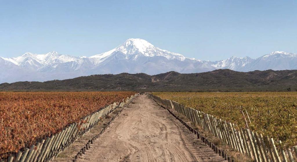 Argentinien 66116 66016 (66216, 66316) 66416 Die Bodega Trivento bewirtschaftet 1.500 Hektar Weinberge in der Weinregion Mendoza, am Fuße der Anden.