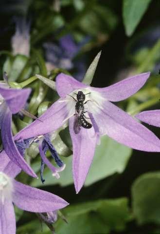 Viele Bienenarten besuchen beim Pollensammeln nur die Blüten einer einzigen Pflanzenfamilie oder Pflanzengattung.