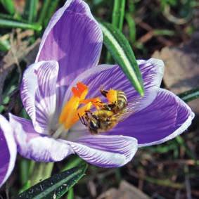 19 Blütenstete Sammlerin Gut zu wissen Der Mehrertrag, den die Landwirtschaft durch die Bienenbestäubung erwirtschaftet, beträgt ungefähr 2,5 Milliarden Euro.