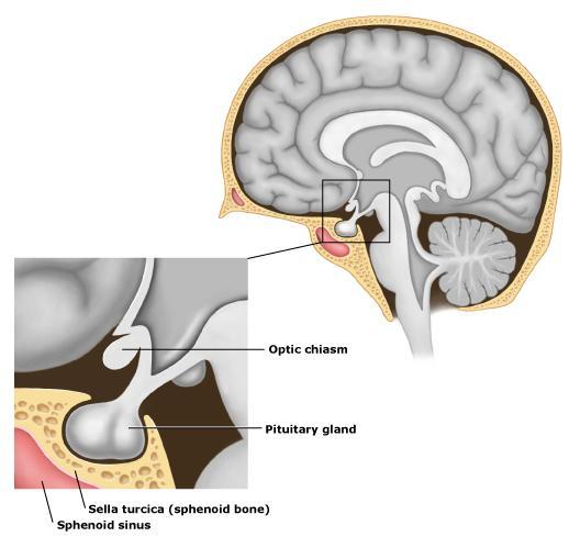 Anatomie der Hypophyse Hypothalamus