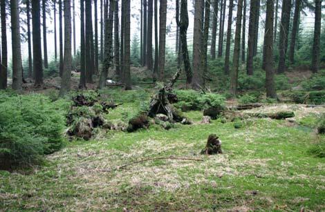 7: Strukturreicher Fichtenwald im Quellgebiet der