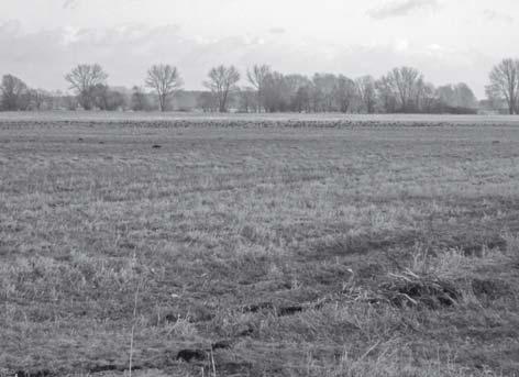 Abb. 1: Offene Grünland- und Ackerflächen sind v. a. in den Randbereichen des EU SPA Landgraben-Dumme-Niederung vorhanden (hier: Saatganstrupp bei Hoyersburg). Foto: S. Jansen. Abb.