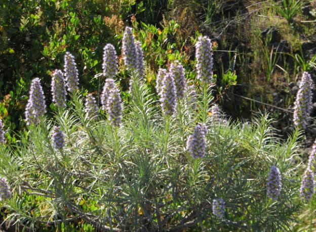 3: Echium virescens, Halbstrauch (Basis verholzt); 2.