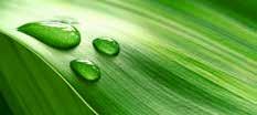 Regenwassernutzung für eine grüne Welt. 3P setzt auf Nachhaltigkeit.