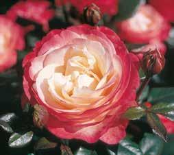 angenehm duftende Rose, mit cremeweiß-kirschroten Blüten.