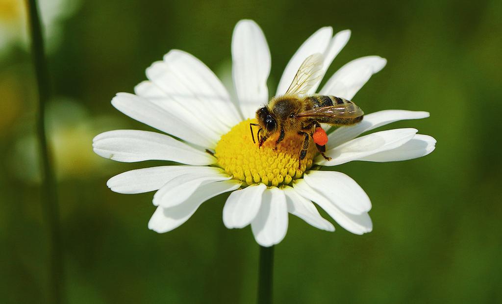 Bienen - unverzichtbar für Natur und Ernährung Mit dem Begriff Biene verbinden die meisten Menschen die Honigbiene.
