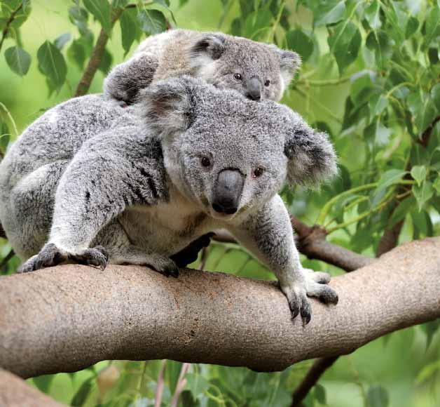 11 089au windzepher fotolia.com n Koalas leben vor allem im Süden und Osten des Kontinents in hügeligem Gelände. In Adelaide liefen sie fast täglich über den Schulhof meiner Tochter.