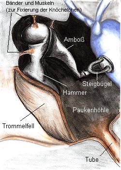 Das Mittelohr Schwingungsübertragung Druckanpassung Schutz des Innenohres vor zu