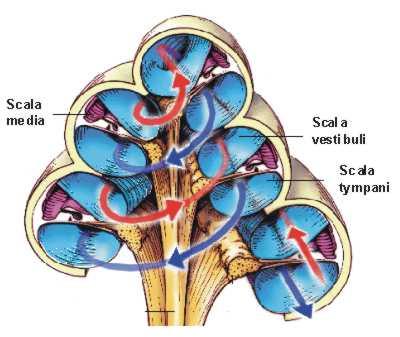 (Cochlea)