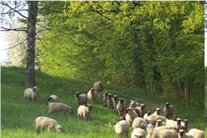 Schafe Weiden Das Schaf als Weidetier