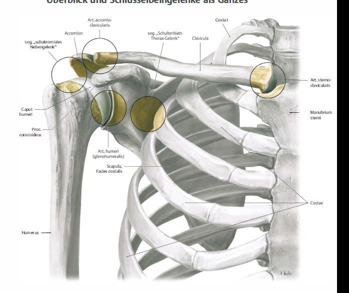 3 Theoretischer Hintergrund 3.1 Anatomie 3.1.1 Gelenke Die Schulter besteht aus fünf Gelenken, die alle funktionell zusammenarbeiten und somit das volle Bewegungsausmass der Schulter generieren.