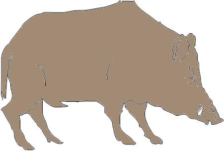 3. Anatomie und Wahrnehmung der Umwelt 3.1 Die verschiedenen Körperteile des Wildschweins tragen spezielle Namen.