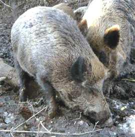 2 Wähle von den Vorschlägen den Richtigen aus: Die Wildschweine leben in gut / wenig organisierten Familienverbänden auch Rudel / Rotten genant.