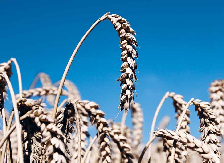 EXTREM PUR: DER WEIZEN Weizen ist nicht gleich Weizen: das Getreide des [W]-Wodqa stammt aus Österreich, ganz in der Nähe des Naturschutzgebietes, aus dem unser Quellwasser stammt.