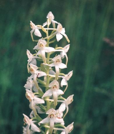 -3- Charakteristische Orchideenarten: links: