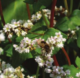 Blütenbesucher bereits stark eingeschränkt ist. Erstaunlich ist der hohe Honigertrag von ungefähr 500 kg Honig je Hektar Buchweizen.
