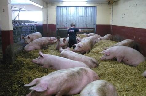 Auch hier steht zur praktischen Ausbildung ein Betrieb mit 165 ha Ackerland, 75 Milchkühen, 140 Zuchtsauen + Ferkel sowie ein Bereich