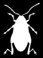 Ausgangslage Projekt Rapserdfloh EU-Behörde für Lebensmittelsicherheit (EFSA): schränkt Gebrauch von Neonicotinoide ein (Risiko Honigbienen) 01.12.