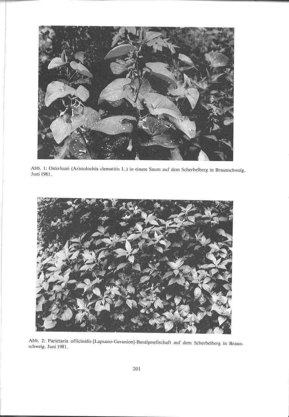 Abb. l: Osterluzei (Aristolochia clematitis L.) in einem Saum auf dem Scherbelberg in Braunschweig. Juni 1981. Abb.