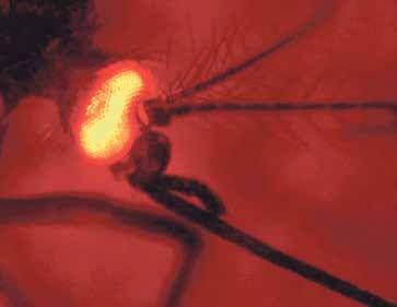 Moskitos übertragen verschiedenste für den Menschen gefährliche Infektionskrankheiten wie Malaria, Dengue und Gelbfieber.