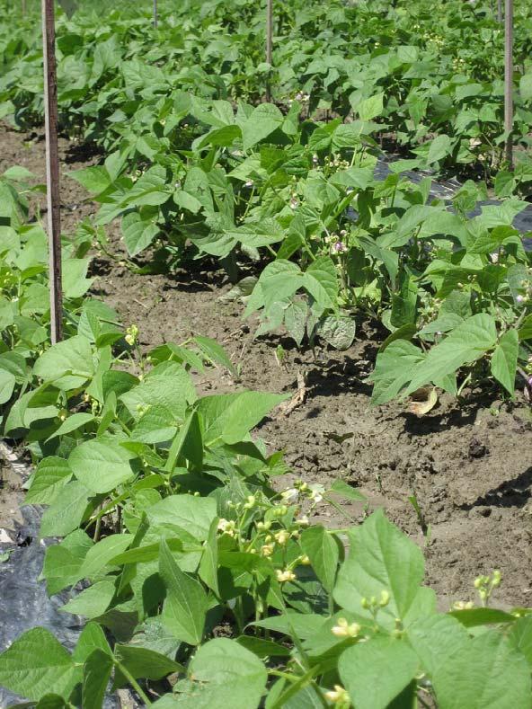 Zusammenarbeit mit der Forschungsanstalt Agroscope