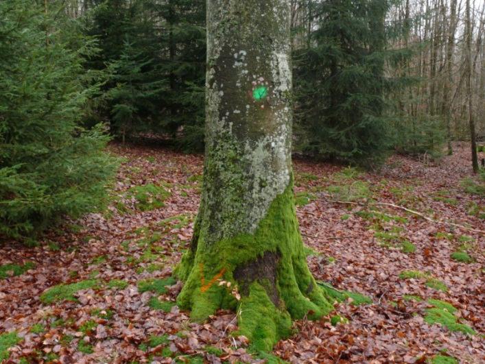 Der Umgang mit Biotopbäumen im BaySF Forstbetrieb Rothenbuch am Beispiel einer Hiebsmaßnahme in der Abteilung Röhrweg (FFH-Gebiet Hochspessart ) Michael Kunkel, 2013 Beim ersten Durchgang