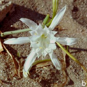 Damit sind diese drei als Gattungen der Amaryllidaceae (Narzissengewächse) von den Liliaceae (Liliengewächse) mit oberständigem Fruchtknoten zu unterscheiden.