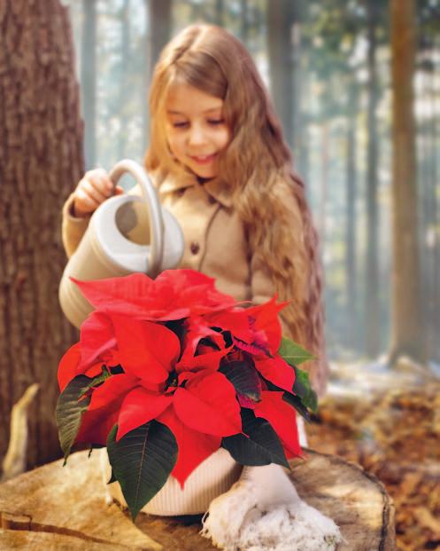 Der Weihnachtsstern ist neben Christbaum, Festmahl und kleinen Geschenken für die Liebsten ein fester