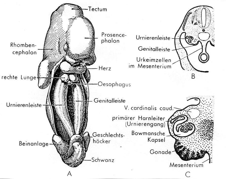 Urogenitalsystem Embryo quer Räumliche Nähe zwischen Gonaden und Nierenanlage