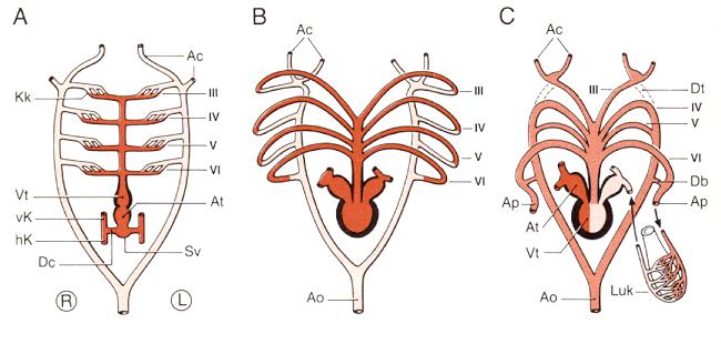 Blutgefäßsystem Ao = Aorta