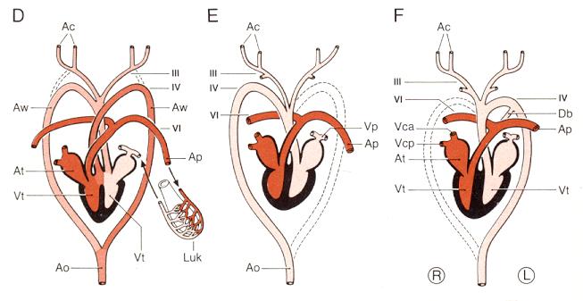 Ap = Arteria pulmonalis Db =