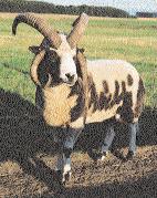 Jakobschaf Das Jakobschaf ist ursprünglich in Großbritannien beheimatet, wo es neben der Landschaftspflege zur Wollgewinnung eingesetzt wird.